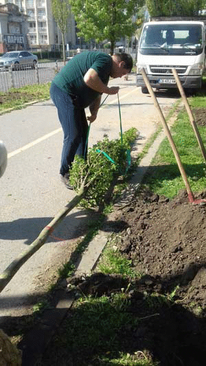 Засадени са първите 60 едрогабаритни дървета