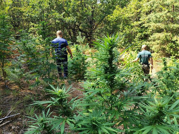 Гранични полицаи от РДГП – Кюстендил разкриха в планината Огражден 6 ниви с 526 канабисови растения