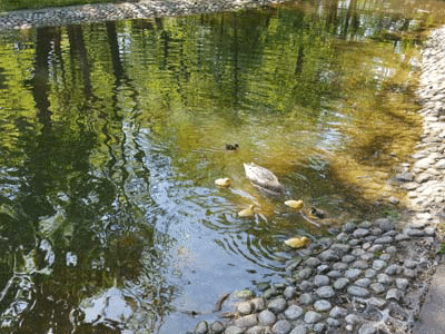 Излюпиха се първите бебета в Патешкото езеро на "Княз-Борисовата градина"