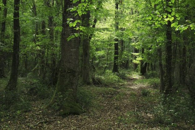 РДГ Берковица и прокуратурата разкриха схема за доставка на незаконна дървесина