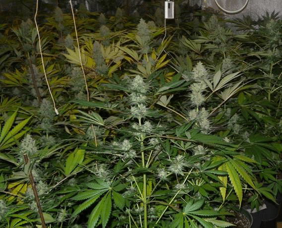 При проведена полицейска операция са разкрити две домашни оранжерии за отглеждане на канабис