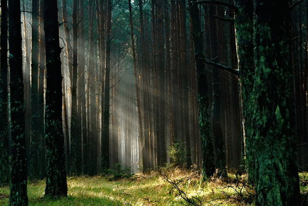 Над 28 куб. м незаконна дървесина и 4 МПС-та са  задържани от горските през тази седмица