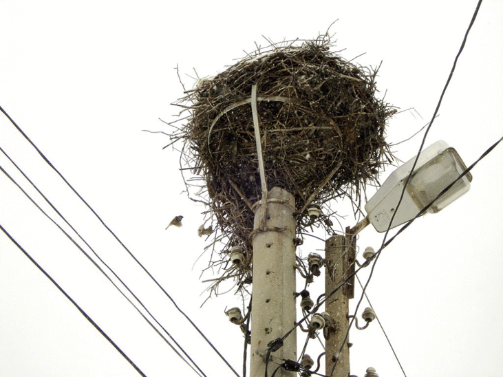 Птици прекъсват захранването на клиентите на ЧЕЗ