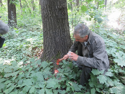 Започва маркирането на опасни, сухи и гнили дървета в Борисовата градина