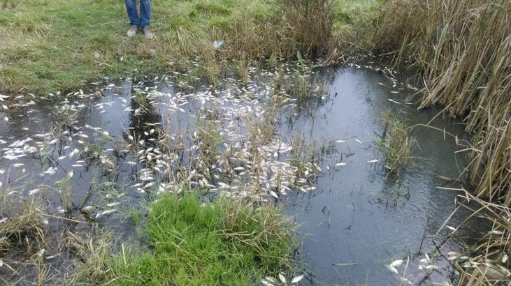 Басейнова дирекция и РИОСВ-Бургас проверяват сигнал за мъртва риба във водоема край Поморие