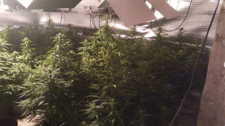 Криминалисти от ГДНП разкриха две високотехнологични наркооранжерии край Варна