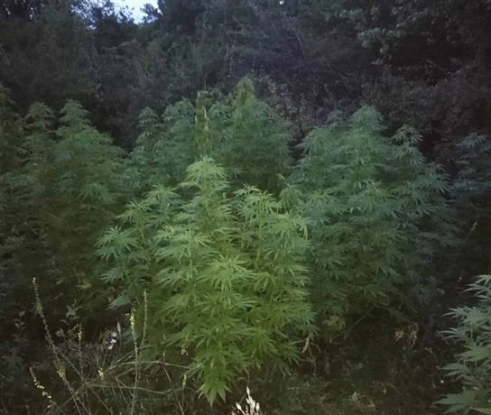 Служители на ГДНП разкриха нива за отглеждане на канабис