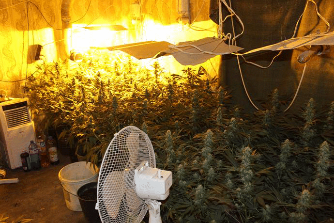 Пет високотехнологични наркооранжерии са разкрити от криминалисти на ОДМВР-Добрич