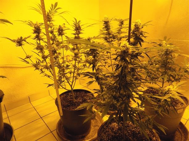 Криминалисти на РУ – Костинброд разкриха домашна оранжерия за отглеждане на марихуана