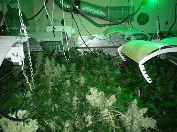 Полицаи от Шумен разкриха наркооранжерия в квартал в областния град