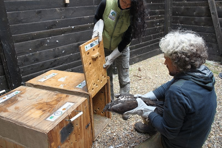 Два спасени орела от застрашен вид ще бъдат изпратени в Испания