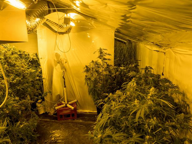 Оранжерия за отглеждане на марихуана разкриха криминалисти на СДВР