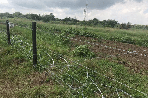 Изградени са 81 км от телената ограда срещу диви свине по сухоземната граница с Румъния