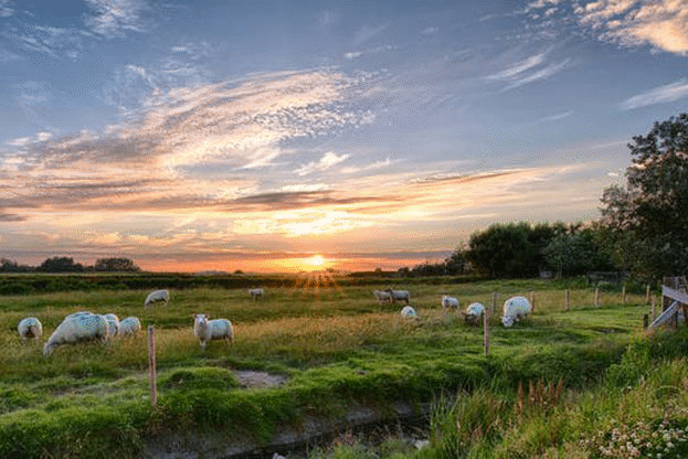 ДФ „Земеделие“  увеличи на 15 лв. помощта de minimis за овцевъдите и козевъдите,  според поетия ангажимент към протестиращите фермери