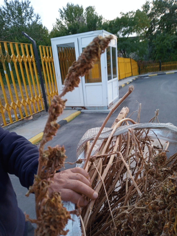 4580 кг индустриален коноп задържаха митнически служители в района на ГКПП Дунав мост Русе