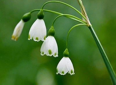 Министър Юлиян Попов издаде заповеди за обявяване на четири нови защитени територии и за промени в площта и режимите на още три