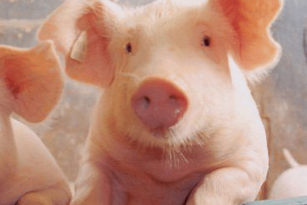 До края на месец май ще бъдат изплатени средствата за хуманно отношение към свинете