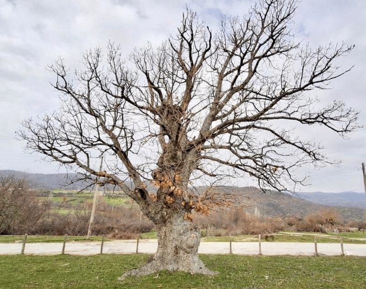 Вековната гора на България порасна с още две защитени дървета