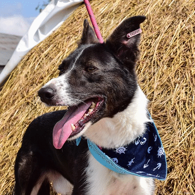 Близо четири пъти е намалял броят на бездомните кучета в София през последните години