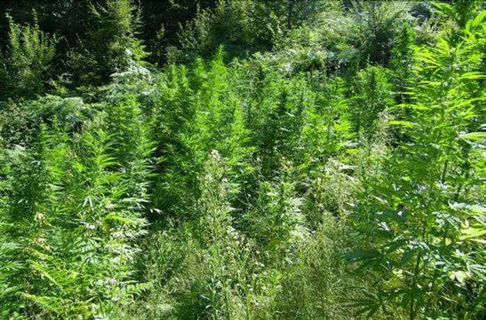 Над 200 канабисови растения откриха гранични полицаи в ниви в община Петрич