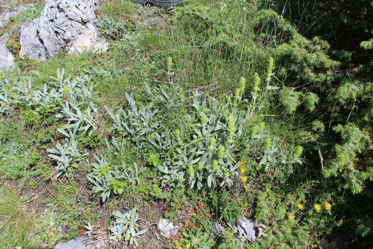 Популацията на мурсалски чай в Родопите е стабилна, показа проверка