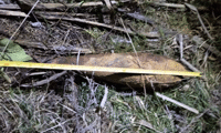 МО