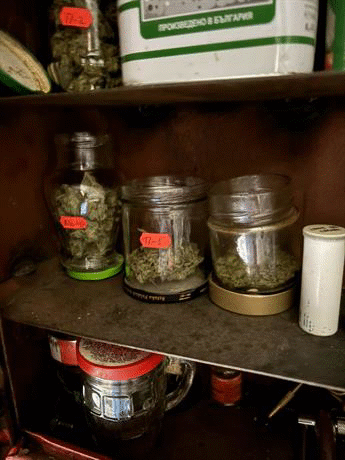 Криминалисти от столичното Пето РУ разбиха наркооранжерия