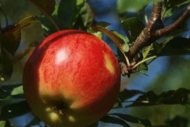 Нови продукти ще могат да се използват за растителна защита на овощните видове