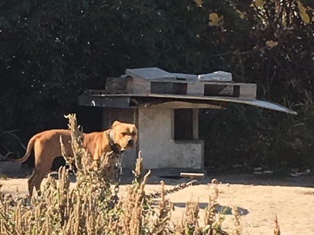Незаконна дейност, свързана с боеве на кучета, разкриха криминалисти в Пловдив