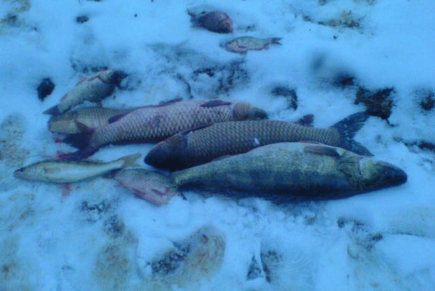 Заловени са шестима бракониери при проверки на водоеми в страната