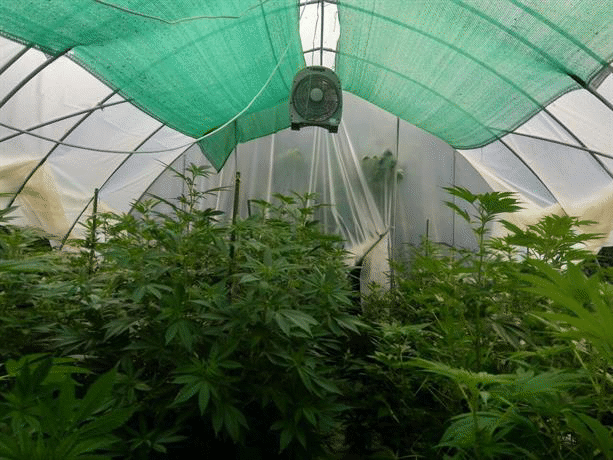 Полицаи от РУ - Радомир разкриха наркооранжерия, двама са арестувани