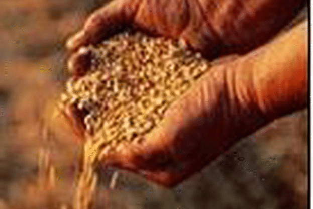 Осигурено е зърното до новата реколта