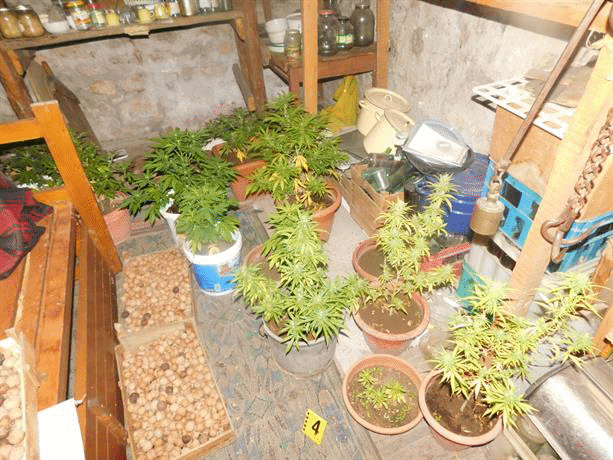 Домашна оранжерия за канабис разкриха криминалисти от РУ – Пещера