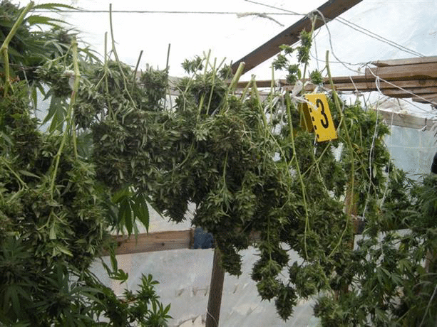 Силистренски криминалисти разкриха наркооранжения в частен имот в село Айдемир