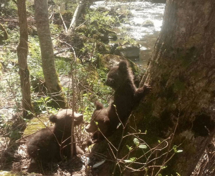 Трите мечета, спасени край Доспат заминават за реадаптация в Гърция
