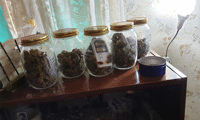 МВР
