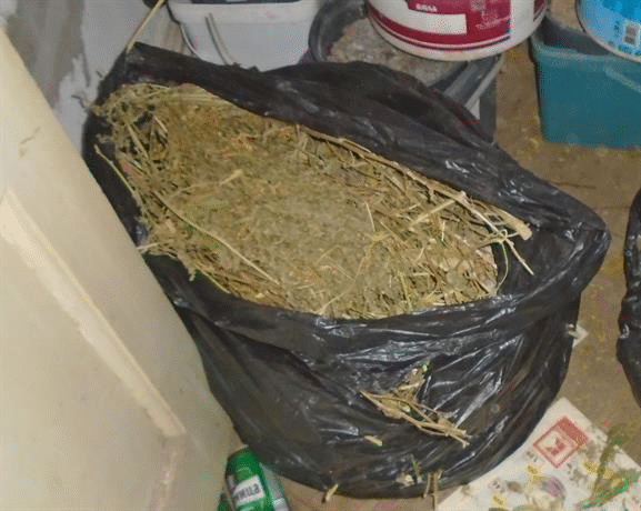 Близо килограм марихуана иззеха севлиевски криминалисти от частен дом в с. Богатово