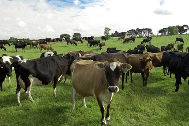 Продукти от над 15 български ферми ще се предлагат по време на животновъдното изложение в Сливен