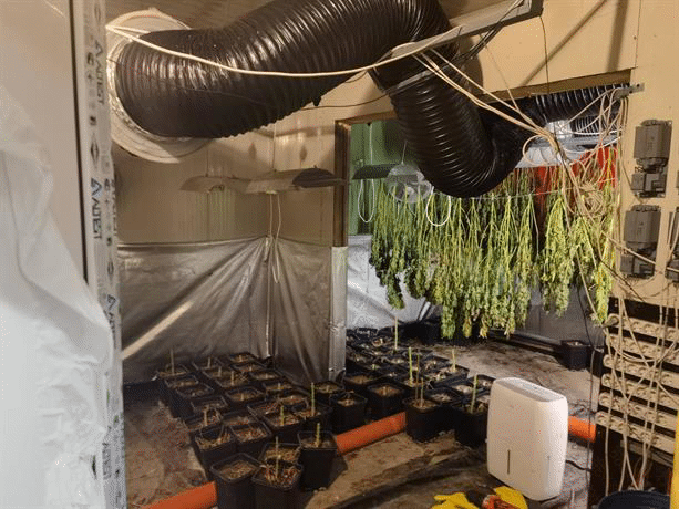 Криминалисти на ОДМВР-Бургас разкриха оранжерия за марихуана