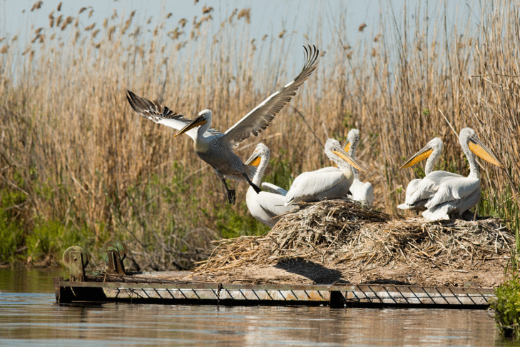 Резерватът „Сребърна“ отбелязва 70 години от създаването си