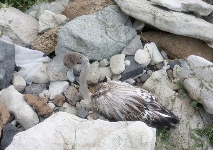 Експерти на РИОСВ – Бургас спасиха птица от вида розово фламинго