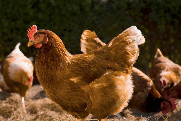 Помощ от 25 млн. лева за 2015 г. при хуманно отношение към птиците