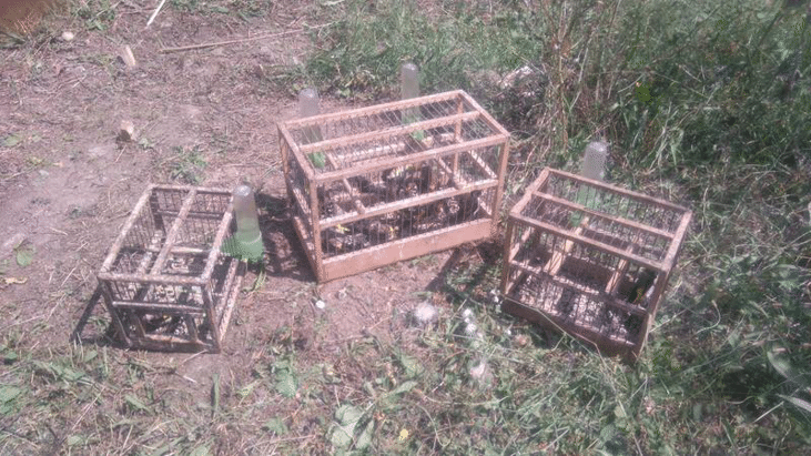 20 защитени пойни птици бяха спасени от незаконен улов край Марица