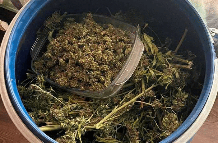 Ямболски криминалисти иззеха около 20 килограма марихуана