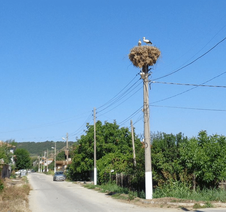 РИОСВ - Пазарджик изпрати за лечение защитени видове птици