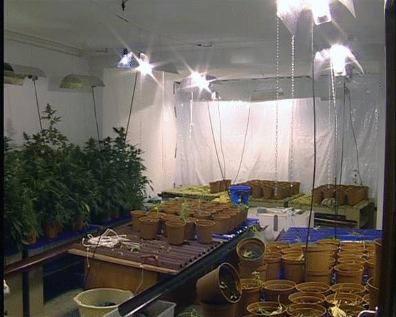 Над 800 саксии си марихуана и апаратура за отглеждането на наркотичните растения са открити на два адреса във Варна