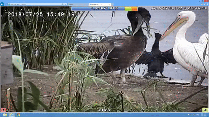 Млади природолюбители дадоха име на розово пеликанче в Сребърна