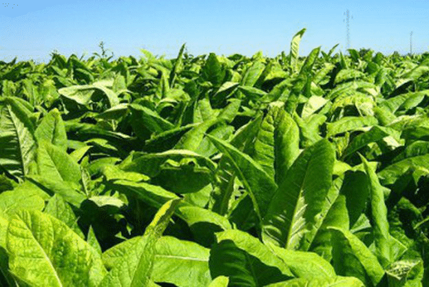 Фонд „Земеделие” изплати близо 74 млн. лева субсидия за тютюн за кампания 2015