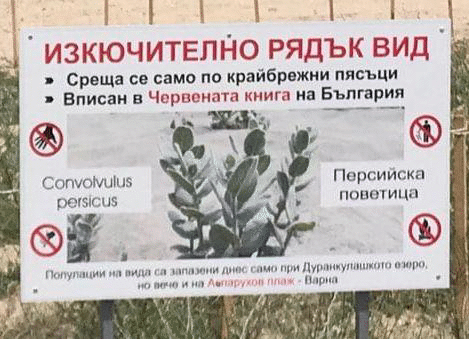 Експерти от РИОСВ – Варна инспектираха находището на Персийска поветица