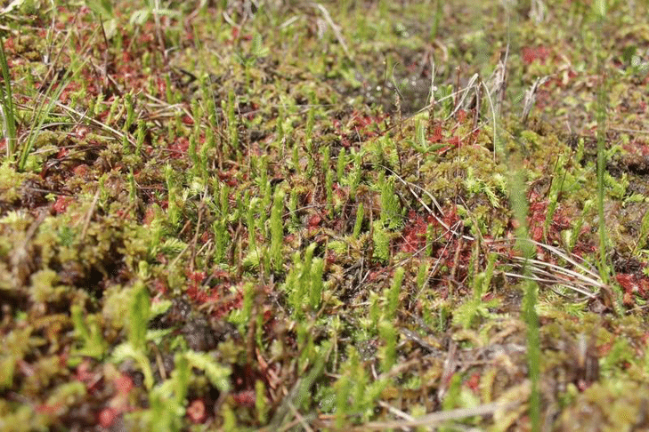 Блатният плаун се среща единствено в Родопите